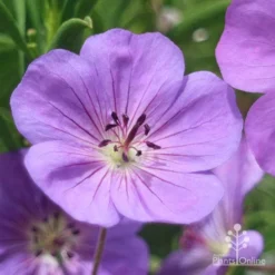 Geranium Rozanne -NatureNest Shop apo roseanne geranium close