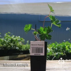 Geranium Rozanne -NatureNest Shop apo rozanne tubestock