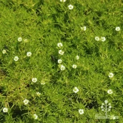 Sagina Subulata Aurea – Scotch Moss -NatureNest Shop apo sagina aurea flowers