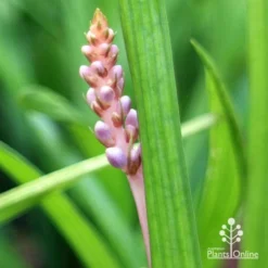 Liriope Samantha 17 Liriope Samantha -NatureNest Shop apo samantha buds