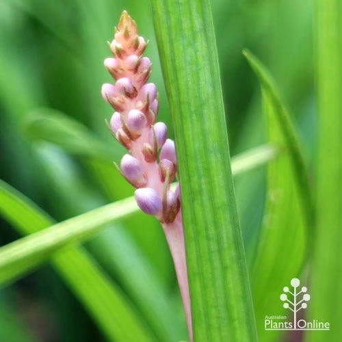 Liriope Samantha 8 Liriope Samantha - Image 8