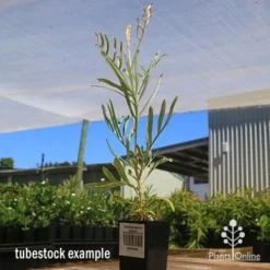 Grevillea Sandra Gordon 16 Grevillea Sandra Gordon -NatureNest Shop apo sandra gordon grevillea tubestock 1