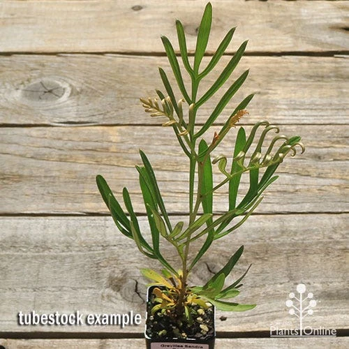 Grevillea Sandra Gordon 6 Grevillea Sandra Gordon - Image 6