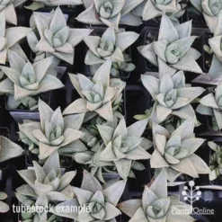 Haworthia Savanna - Succulent -NatureNest Shop apo savanna tubestocks