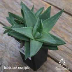 Haworthia Savanna - Succulent -NatureNest Shop apo savannah big size