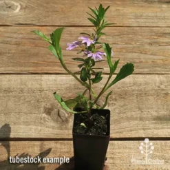 Scaevola Purple Fanfare - Fan Flower -NatureNest Shop apo scaevola fanfare tubestock flowering