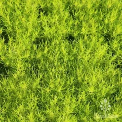 Sagina Subulata Aurea – Scotch Moss -NatureNest Shop apo scotch moss carpet
