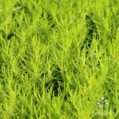Sagina Subulata Aurea – Scotch Moss -NatureNest Shop apo scotch moss closeup