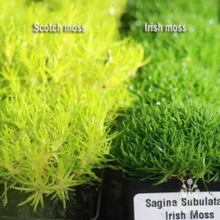 Sagina Subulata Aurea – Scotch Moss -NatureNest Shop apo scotch moss irish moss compared
