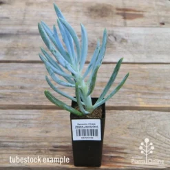 Senecio Chalk Sticks - Succulent -NatureNest Shop apo senecio chalk staicks tubestock current
