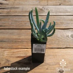 Senecio Chalk Sticks - Succulent -NatureNest Shop apo senecio chalk sticks tubestock