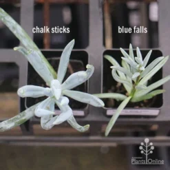 Senecio Chalk Sticks - Succulent -NatureNest Shop apo senecio chalk sticks v blue falls 1