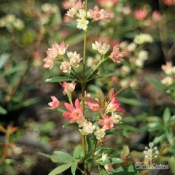 Ceratopetalum Shiraz - Christmas Bush -NatureNest Shop apo shiraz ceratopetalum true flowers