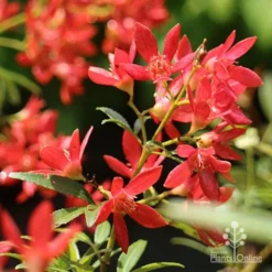 Ceratopetalum Shiraz - Christmas Bush -NatureNest Shop apo shiraz christmas bush flowers