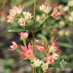 Ceratopetalum Shiraz - Christmas Bush -NatureNest Shop apo shiraz christmas bush true flowers