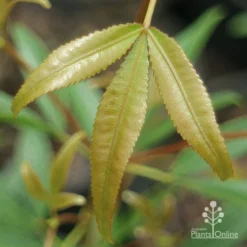 Ceratopetalum Shiraz - Christmas Bush -NatureNest Shop apo shiraz new leaf