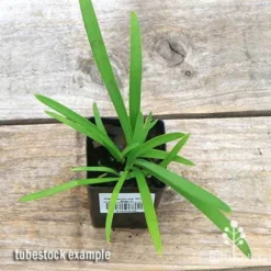 Agapanthus Silver Baby -NatureNest Shop apo silver baby tubestock top