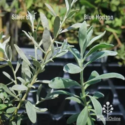 Eremophila Blue Horizon - Emu Bush -NatureNest Shop apo silver ball v blue horizon 1