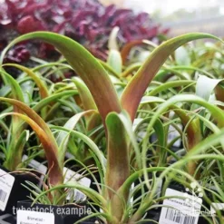 Alcantarea Silver Plum - Bromeliad -NatureNest Shop apo silver plum tubestocks