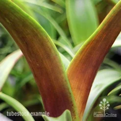 Alcantarea Silver Plum - Bromeliad -NatureNest Shop apo silver plum tubetock colouring