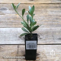 Convolvulus Cneorum - Silverbush -NatureNest Shop apo silverbush tubestock top