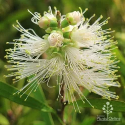 Callistemon Snow Burst 28 Callistemon Snow Burst -NatureNest Shop apo snow burst buds opening