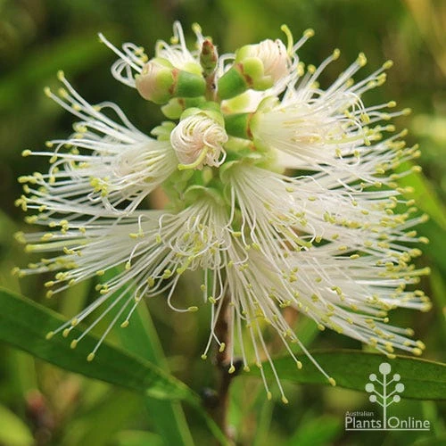 Callistemon Snow Burst 10 Callistemon Snow Burst - Image 10
