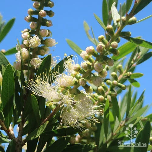 Callistemon Snow Burst 14 Callistemon Snow Burst - Image 14