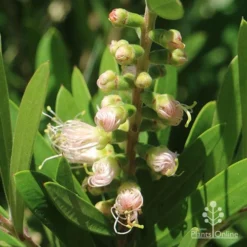 Callistemon Snow Burst 34 Callistemon Snow Burst -NatureNest Shop apo snow burst flowerbuds pink