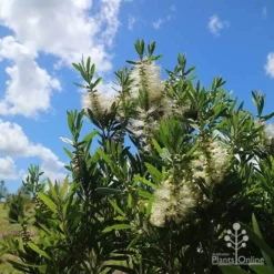Callistemon Snow Burst 31 Callistemon Snow Burst -NatureNest Shop apo snow burst flowering blue skies