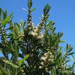 Callistemon Snow Burst 37 Callistemon Snow Burst -NatureNest Shop apo snow burst flowering blue sky