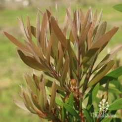 Callistemon Snow Burst 33 Callistemon Snow Burst -NatureNest Shop apo snow burst new leaf colour