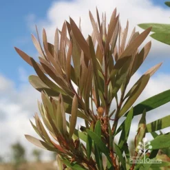 Callistemon Snow Burst 24 Callistemon Snow Burst -NatureNest Shop apo snowburst new leaf colour