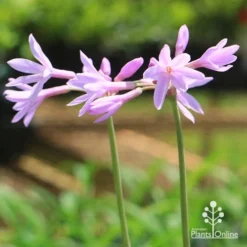 Tulbaghia Variegated - Society Garlic 27 Tulbaghia Variegated - Society Garlic -NatureNest Shop apo society garlic flowerstems variegated
