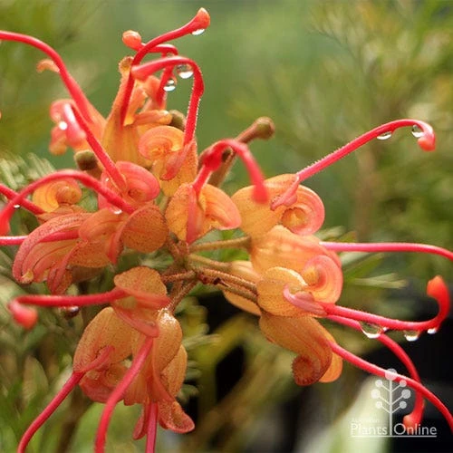 Grevillea Soopa Doopa 9 Grevillea Soopa Doopa - Image 9