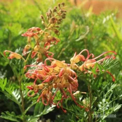 Grevillea Soopa Doopa 21 Grevillea Soopa Doopa -NatureNest Shop apo soopa doopa flower and bud