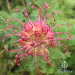 Grevillea Soopa Doopa 14 Grevillea Soopa Doopa -NatureNest Shop apo soopa doopa full open