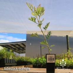 Grevillea Soopa Doopa 15 Grevillea Soopa Doopa -NatureNest Shop apo soopa doopa tubestock