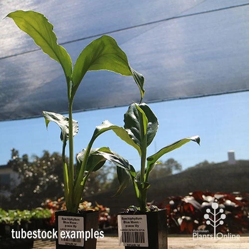 Spathiphyllum Blue Moon - Peace Lily 8 Spathiphyllum Blue Moon - Peace Lily - Image 8