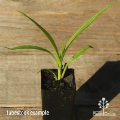 Spathoglottis Purple Haze - Native Orchid 5 Spathoglottis Purple Haze - Native Orchid -NatureNest Shop apo spathoglottis purple haze tubestock