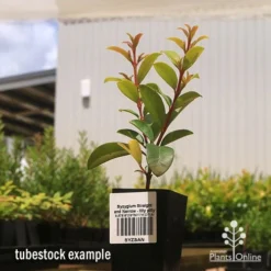 Syzygium Straight And Narrow - Lilly Pilly -NatureNest Shop apo straight and narrow tubestock