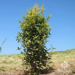 Syzygium Straight And Narrow - Lilly Pilly -NatureNest Shop apo straight narrow planting