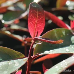 Eucalyptus Olida - Strawberry Gum 10 Eucalyptus Olida - Strawberry Gum -NatureNest Shop apo strawberry gum dewdrop
