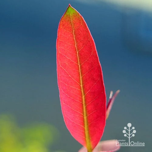 Eucalyptus Olida - Strawberry Gum 1 Eucalyptus Olida - Strawberry Gum