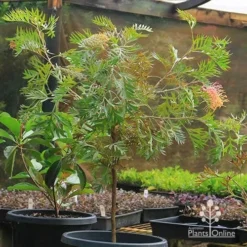 Grevillea Strawberry Pops -NatureNest Shop apo strawberry pops grevillea motherstock pot