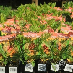Grevillea Strawberry Pops -NatureNest Shop apo strawberry pops grrevillea tubestock branded