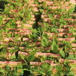 Grevillea Strawberry Pops -NatureNest Shop apo strawberry pops grrevillea tubestock labelled