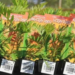 Grevillea Strawberry Pops -NatureNest Shop apo strawberry pops grrevillea tubestock labels