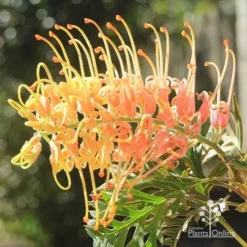 Grevillea Strawberry Pops -NatureNest Shop apo strawberry pops july