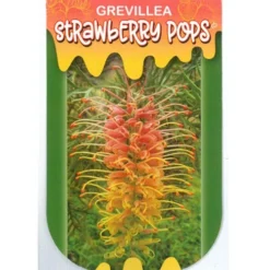 Grevillea Strawberry Pops -NatureNest Shop apo strawberry pops label